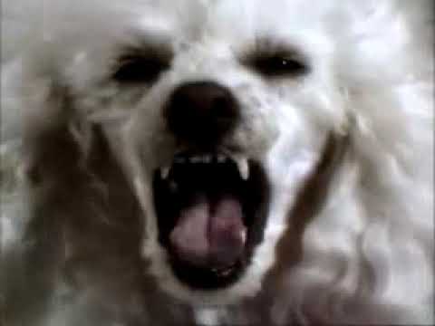 Obejrzyj Birdz by Vitalic! Flying Dogs! w YouTube Obejrzyj Birdz by Vitalic! Flying Dogs! w YouTube