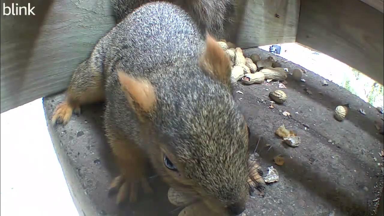 Hiding squirrel listens to brother squirrel warning bark tellling him