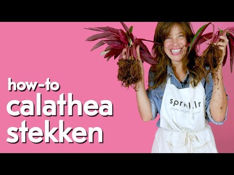 Video: Kan calathea in water groei?