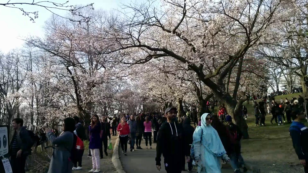 Toronto High Park Sakura April 24, 2017