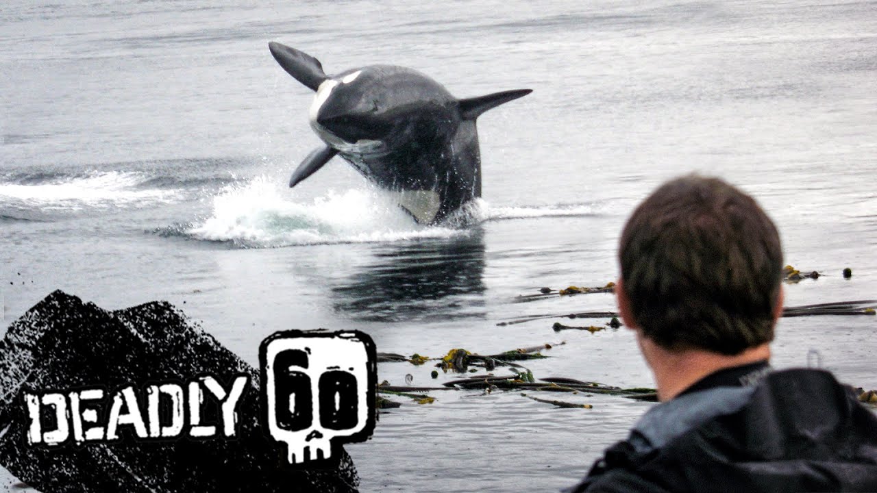 Sealion vs 10 Killer Whales! | Deadly 60 | BBC Earth Kids - YouTube