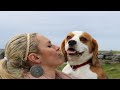 Life with a Dog is Full of Love | Beagle Dog from Puppy to Five Years