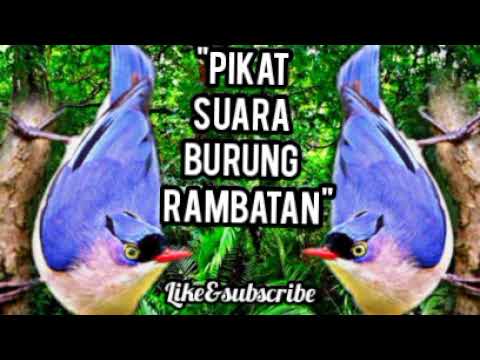Suara pikat burung rambatan paling ampuh | rambatan paruh merah | mp3 pikat 100% ampuh