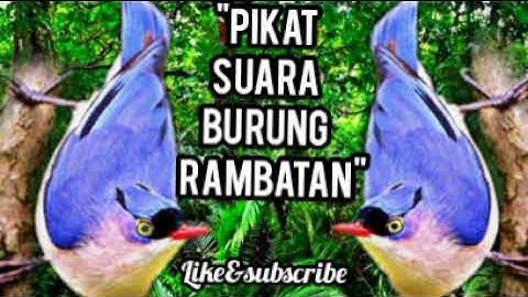 Suara pikat burung rambatan paling ampuh | rambatan paruh merah | mp3 pikat 100% ampuh