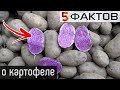 ⭐️ 5 фактов о КАРТОФЕЛЕ, о которых вы НЕ ЗАБУДЕТЕ!