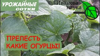 ИНДИЙСКАЯ ПОДКОРМКА ОГУРЦА - почти бесплатно! Огурцы делаются такие зеленые, что аж черные!