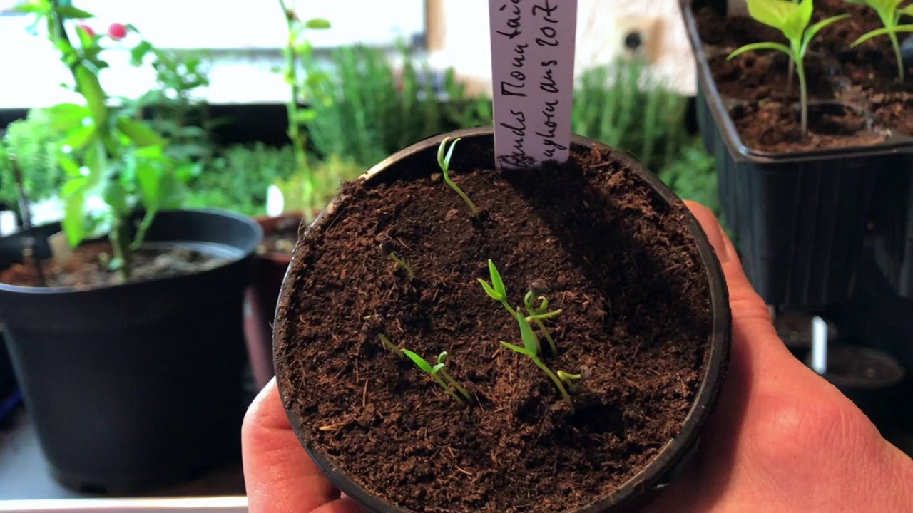 Chili-Experimente im Vergleich: Was ist wirklich gekeimt?