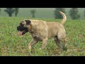 Best of Bullmastiff | the Gamekeeper&#39;s Night Dog