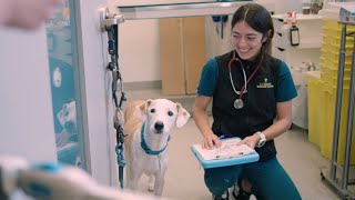 Grow Your Career at AMC by The Schwarzman Animal Medical Center 1,153 views 1 month ago 6 minutes, 23 seconds