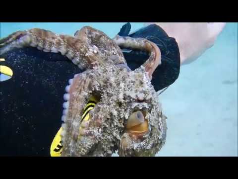 Kalymnos Diving -