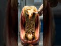 Dog Teeth Cleaning At Home 🐶🦷