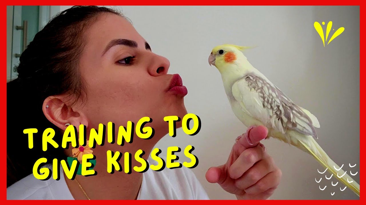 How to train my bird to give me a kiss? | The Tiel Birdies