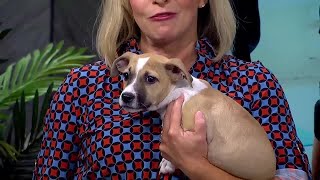 Keeping pets safe at the holidays