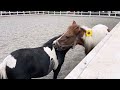 お馬さんの友好の証 帯広 ばんえい競馬 北海道