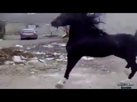 رقص خيل عربي أصيل على موسيقى الضوء الشارد