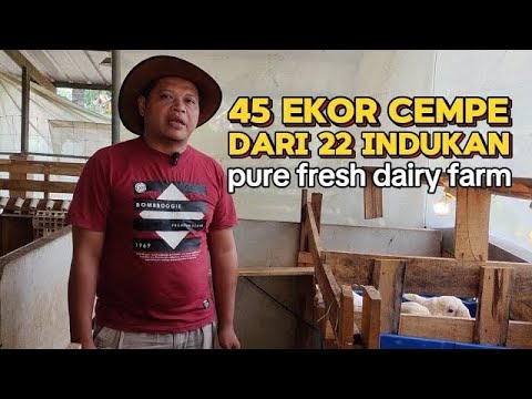 45 kids from 22 dams and how to handle them - Ciamis Dairy Goats - GOAT
