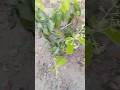 দারুচিনি গাছ ভিডিওটি দেখে সাবস্ক্রাইব করে পাশে থাকবেন