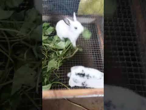 Bán cặp nhím cảnh cái, thỏ giống thỏ thịt