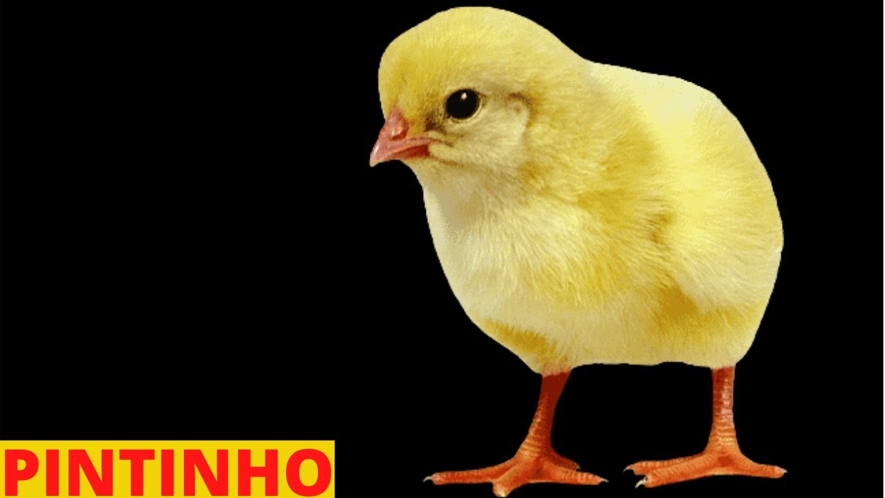 Featured image of post Pintinho Piando