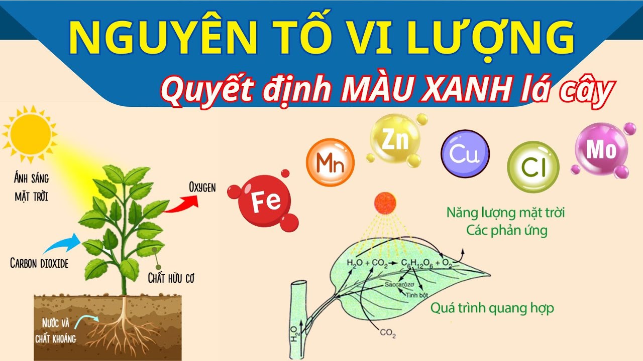 Nông dân cần biết - Hiểu về phân bón Vi lượng (Fe, Kẽm, Đồng, Mangan, Bo, Mo, Cu)