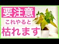 【観葉植物】要注意！これしたら葉っぱが黄色くなっちゃいます！【パキラ】