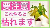 観葉植物の土にカビ キノコが発生したら パキラ植え替え 根腐れ 対処法 Youtube 観葉植物の土にカビ キノコが発生したら パキラ植え替え 根腐れ 対処法 Youtube