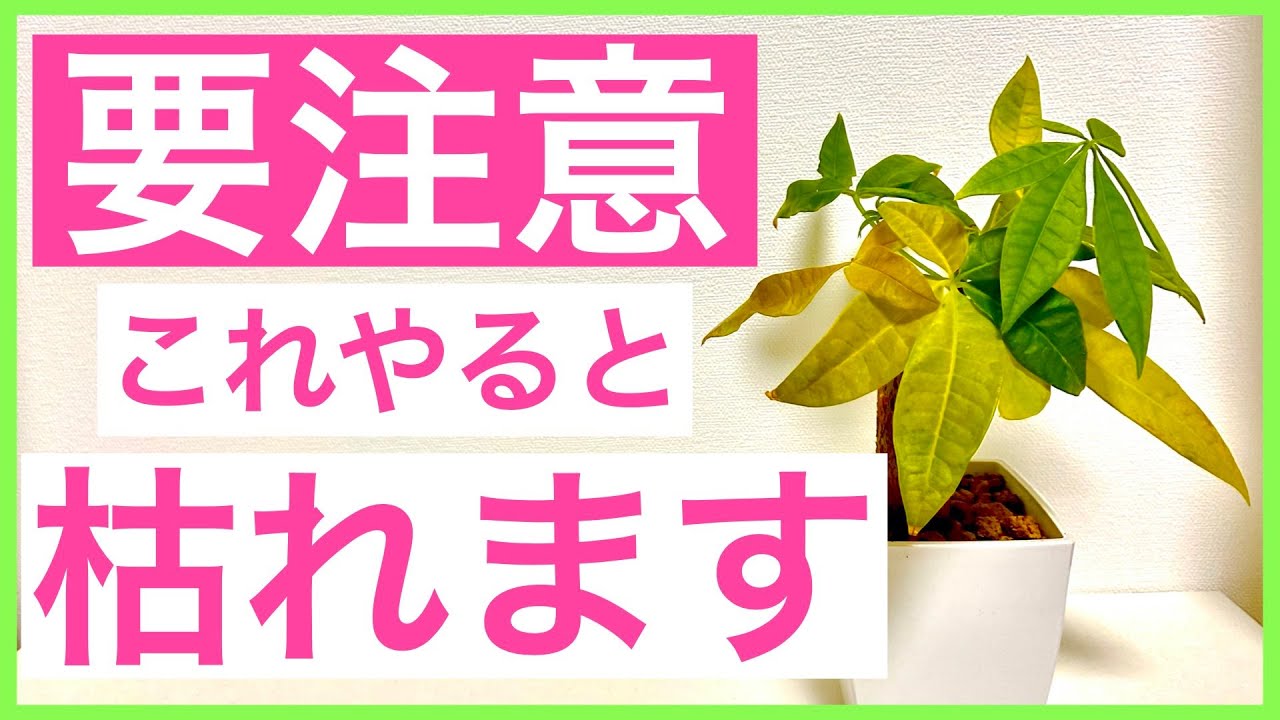 観葉植物 要注意 これしたら葉っぱが黄色くなっちゃいます パキラ Youtube