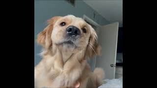 Cute Golden Dogs Help You Relax After Tiring Day 🐶🥰 | Cute Puppies by Cutest Puppies City 1,148 views 1 month ago 9 minutes, 57 seconds