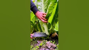 The process of harvesting vegetables = good tools can increase efficiency