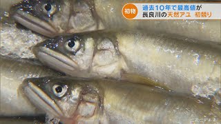 岐阜市でアユの初競り　過去10年で最高値となる1キロあたり5万円　水温低く入荷量が例年の3分の1に(2022/5/12)