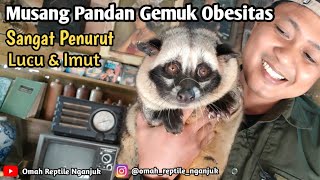 Musang Pandan Imut Yang Sangat Penurut dari Pare Kediri