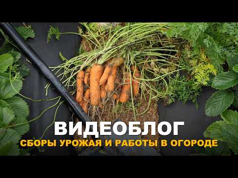 VLOG: GARDENING CHORES AND THE WEATHER’S IMPACT ON THE HARVEST. Autumn tasks and harvesting.