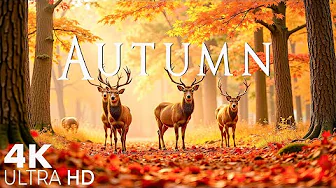 Deep Relaxation, Fast Healing 🍁 Autumn Melodies for Stress Relief & Healing - Fall Foliage