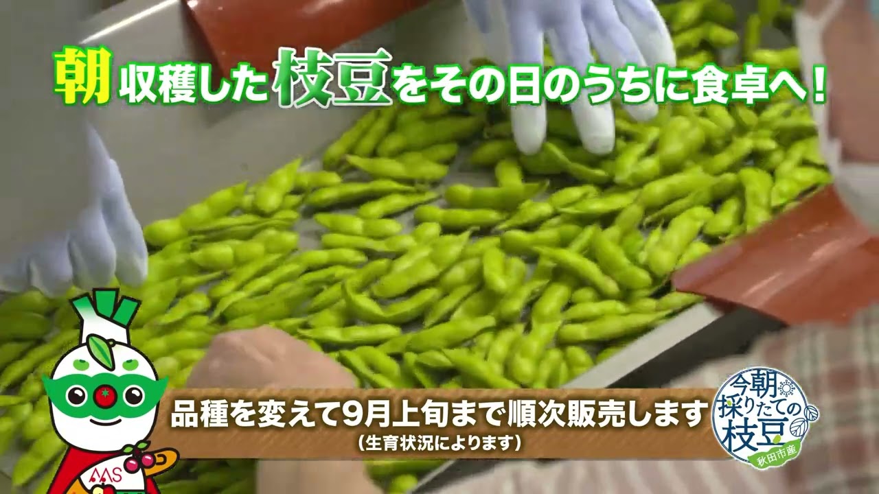 秋田市産「今朝採りたての枝豆」販売のお知らせ - あきたアグリサポート