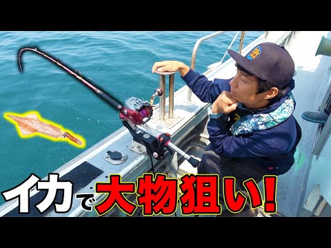 Let the squid swim and aim for the mysterious giant fish