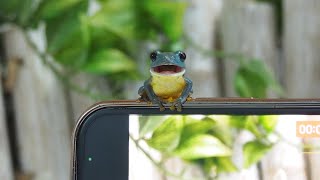 カエル♡ カエルにスマホを奪われたので動画が撮れなくなりました笑 I lost my