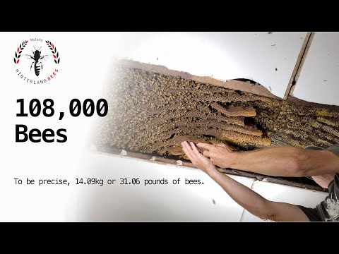 108,000 🐝 😲 🤯 To be precise, 14.09kg or 31.06 pounds of bees.