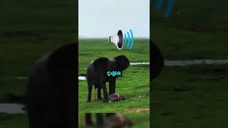 Fil Sürüsünün Yeni Doğan File Tepkisi..