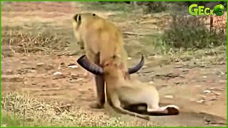 35 Moments When a Lion Was Injured When His Prey Stung With His Horn | Animal Fight