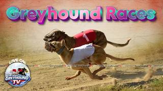 🔴LIVE | WORLD GREYHOUND DOG RACING | FLAT RACE 440 Feet 2026/03/16 #57
