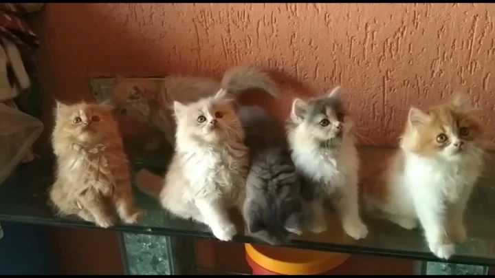 Watch the video about Pure Persian Kittens Videos | Persian cats | Cute Kittens Videos | #persian #persiancat #cats #pets