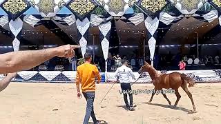 الحصان العربي الأصيل | أعظم فحول الإنتاج في الخيل العربي المصري | Best straight Egyptian sires