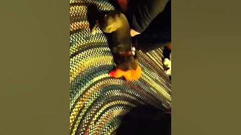 Tippy & rubber chicken