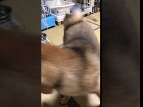 須田弘子ブリーダーからお迎えした柴犬：咲貴ちゃん