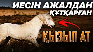 картинка: ОСПАННЫҢ ҚЫЗЫЛ АТЫ❗