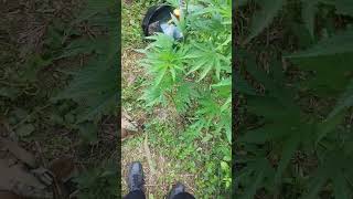 uk outdoor guerilla grow/ check on conscious_genetics garden with (420 cropper IG)