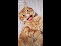 Я звезда а ты не звезда| Говорящий кот| Кот с человеческим ртом| Cute and fanny cats 2021