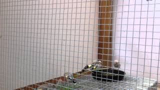 Stieglitz Mayor Nachzucht 2012 Teil 1