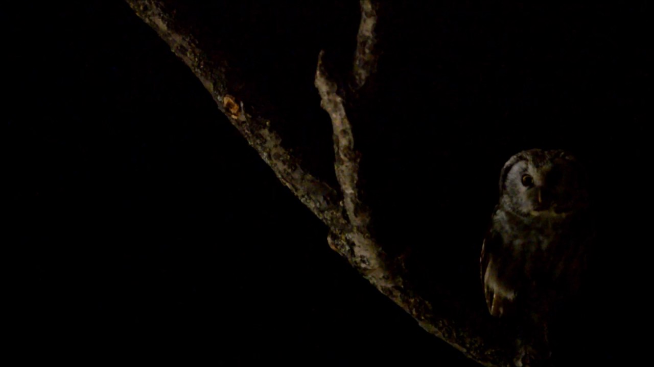 Mochuelo boreal (Aegolius funereus)