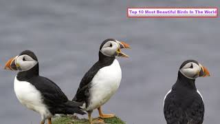 10 Most Beautiful Birds In The World You've NEVER Seen! by Pet Waw 187 views 1 year ago 11 minutes, 52 seconds